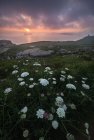 Dall'alto meraviglioso scenario di fiori bianchi che sbocciano sulla costa rocciosa della Costa Brava — Foto stock