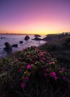 Сверху прекрасный пейзаж розовых цветов, цветущих на скалистом побережье Коста Бравы — стоковое фото