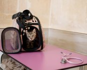 Cute curious red and white cat in small pet carrier on table in vet modern clinic — Stock Photo