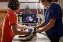 Побічний погляд на лікарів-чоловіків та жінок-ветеринарів у формі, які вивчають кота з сучасним ультразвуком у ветеринарній клініці — стокове фото
