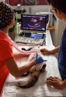 Vue latérale de médecins vétérinaires masculins et féminins anonymes en uniforme examinant le chat avec une échographie moderne dans une clinique vétérinaire — Photo de stock