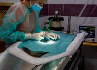 Vue latérale du vétérinaire féminin en uniforme et des gants utilisant des outils et effectuant une chirurgie sur l'animal dans une clinique moderne — Photo de stock