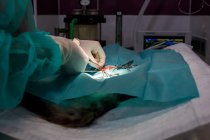 Vue latérale d'un vétérinaire méconnaissable en uniforme et gants utilisant des outils et effectuant une chirurgie sur un animal dans une clinique moderne — Photo de stock