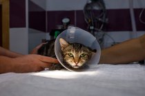 Vista lateral de mãos de pessoa irreconhecível segurando gato bonito com colar veterinário na clínica veterinária moderna — Fotografia de Stock
