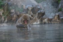 Мила мавпа приймає ванну в ставку — стокове фото