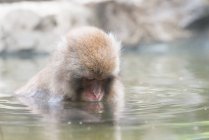 Carino scimmia fare il bagno nello stagno — Foto stock
