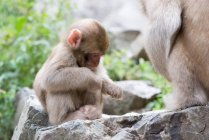 Carino scimmia seduta su pietra in stagno — Foto stock