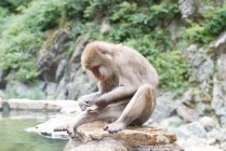 Macaco bonito tomando banho na lagoa — Fotografia de Stock