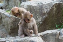 Monos lindos sentados en piedra en el estanque - foto de stock