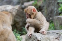 Cute monkey sitting on stone in pond — Stock Photo