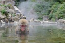 Cute monkey taking bath in pond — Stock Photo