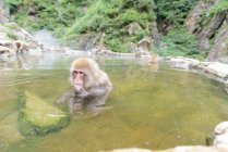 Lindo mono tomando baño en estanque - foto de stock