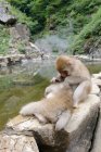 Cute monkeys sitting on stone in pond — Stock Photo