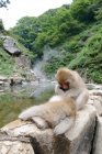 Милые обезьяны сидят на камне в пруду — стоковое фото
