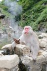 Macaco bonito sentado em pedra na lagoa — Fotografia de Stock