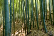 Grande tronco verde di bambù in una foresta infinita ed erba in Giappone — Foto stock
