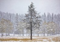 Tranquillo paesaggio invernale canadese con nevicate nella foresta di conifere e campo con erba gialla — Foto stock