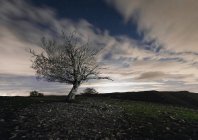 Trockener, blattloser Baum mit ausladenden Ästen, der auf einer Wiese vor bewölktem Himmel mit Sonnenstrahlen in der spanischen Provinz Navarra wächst — Stockfoto