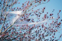 From below transparent plastic material waving on wind while hanging on branches against cloudless blue sky polluting the environment — Stock Photo