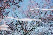 Desde abajo material plástico transparente ondeando en el viento mientras cuelga en las ramas contra el cielo azul sin nubes que contaminan el medio ambiente - foto de stock