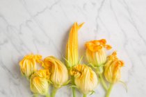 Vista superior de flores frescas de calabacín amarillo dispuestas en la mesa de mármol blanco en la cocina - foto de stock