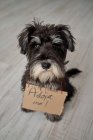 From above focused little pedigreed Miniature Schnauzer dog looking at camera while sitting with cardboard sign on neck adopt me — Stock Photo