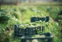 Plastikbehälter mit reifen Artischocken auf Gras während der Ernte am Sommertag auf der Plantage platziert — Stockfoto