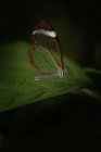 Gros plans de beaux papillons avec de fines ailes brunes assises sur une feuille verte sur fond noir dans la nature — Photo de stock