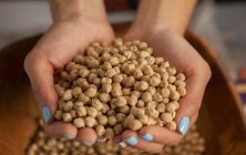 From above anonymous female carrying handful of fresh chickpea over bowl and demonstrating grain to camera — Stock Photo