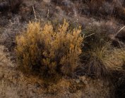 Безлисті кущі, що ростуть на сухому ґрунті біля калюж чистої води в резервуарі в Альхесірас (Іспанія). — стокове фото