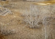 Лиственные кусты, растущие на сухой почве возле луж чистой воды в водохранилище в Альхесирасе, Испания — стоковое фото