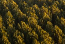 From above drone view of green trees growing in forest on sunny day in peaceful countryside — Stock Photo