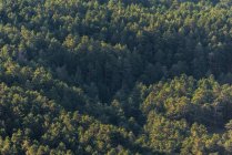 Desde arriba, vista de drones de árboles verdes creciendo en el bosque en un día soleado en un campo tranquilo - foto de stock