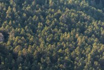 Desde arriba, vista de drones de árboles verdes creciendo en el bosque en un día soleado en un campo tranquilo - foto de stock
