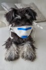Bonito cachorro schnauzer com máscara de filtro de vírus — Fotografia de Stock