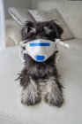 Bonito cachorro schnauzer com máscara de filtro de vírus — Fotografia de Stock