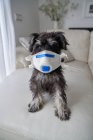 Beautiful schnauzer puppy with virus filter mask — Stock Photo
