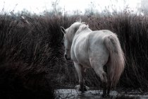 Ruhiges weißes Pferd, das an einem Frühlingstag auf dem Wasser inmitten hohen trockenen Grases im Sumpf steht — Stockfoto