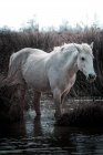 Ruhiges weißes Pferd, das an einem Frühlingstag auf dem Wasser inmitten hohen trockenen Grases im Sumpf steht — Stockfoto