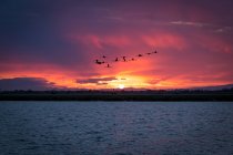 Silhouette di stormo di uccelli gru che sorvolano la calma acqua scura contro il cielo nuvoloso colorato durante il tramonto — Foto stock