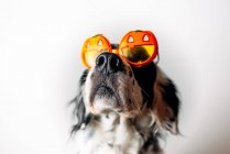 Плямистий собака в окулярах Хеллоуїна — стокове фото