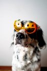 Spotted dog in Halloween glasses — Stock Photo