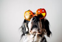 Spotted dog in Halloween glasses — Stock Photo