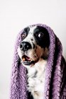 Netter Hund unter warmer Decke — Stockfoto