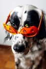 Perro manchado en vasos de Halloween - foto de stock