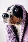 Cane carino sotto coperta calda — Foto stock
