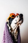 Cute dog in halloween glasses under warm blanket — Stock Photo