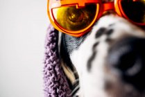 Cão bonito em óculos de Halloween sob cobertor quente — Fotografia de Stock