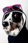 Cane carino con cappuccio e occhiali da sole — Foto stock