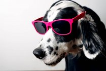 Mignon chien en sweat à capuche et lunettes de soleil — Photo de stock